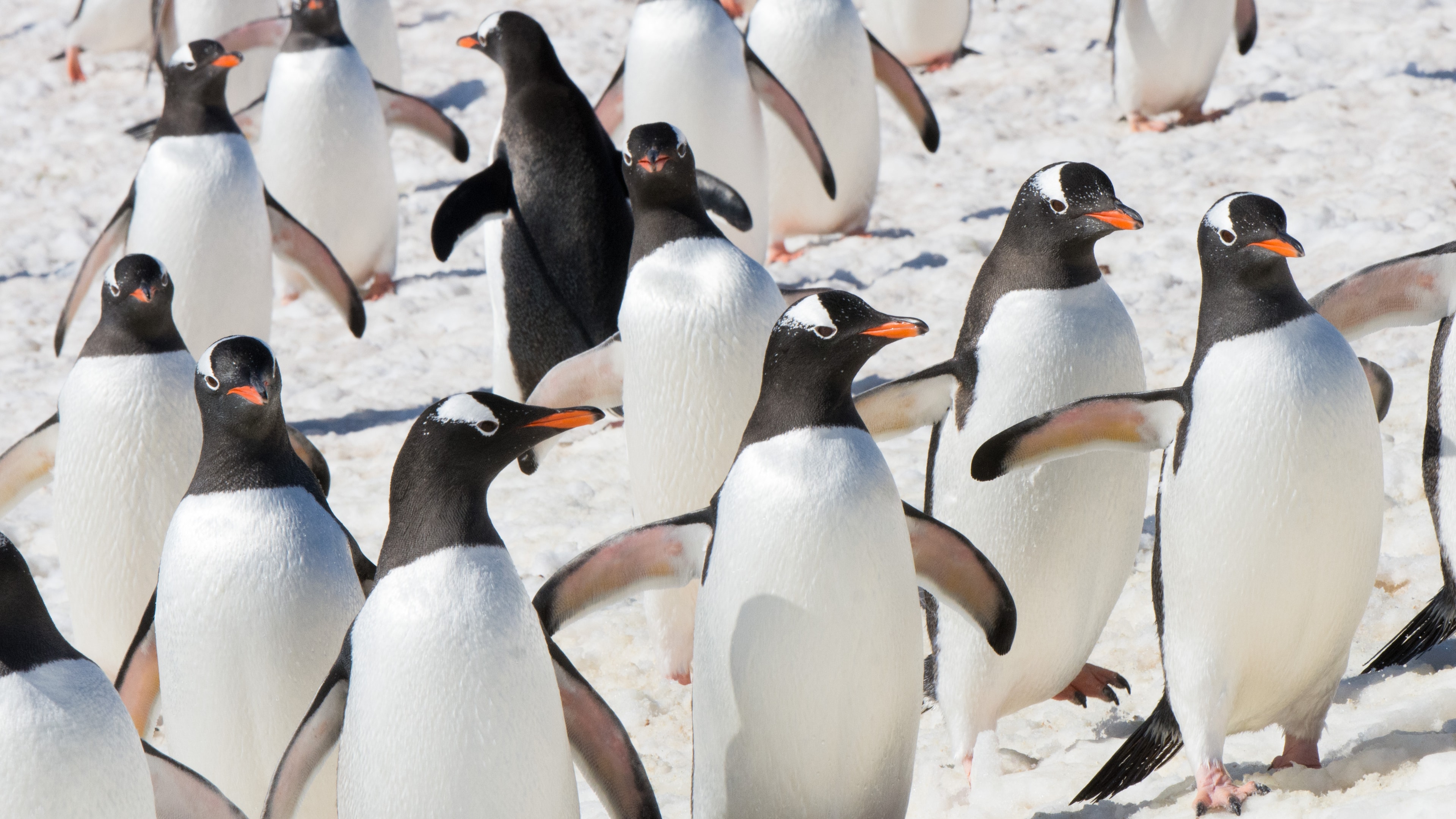 Antarctica expedition background