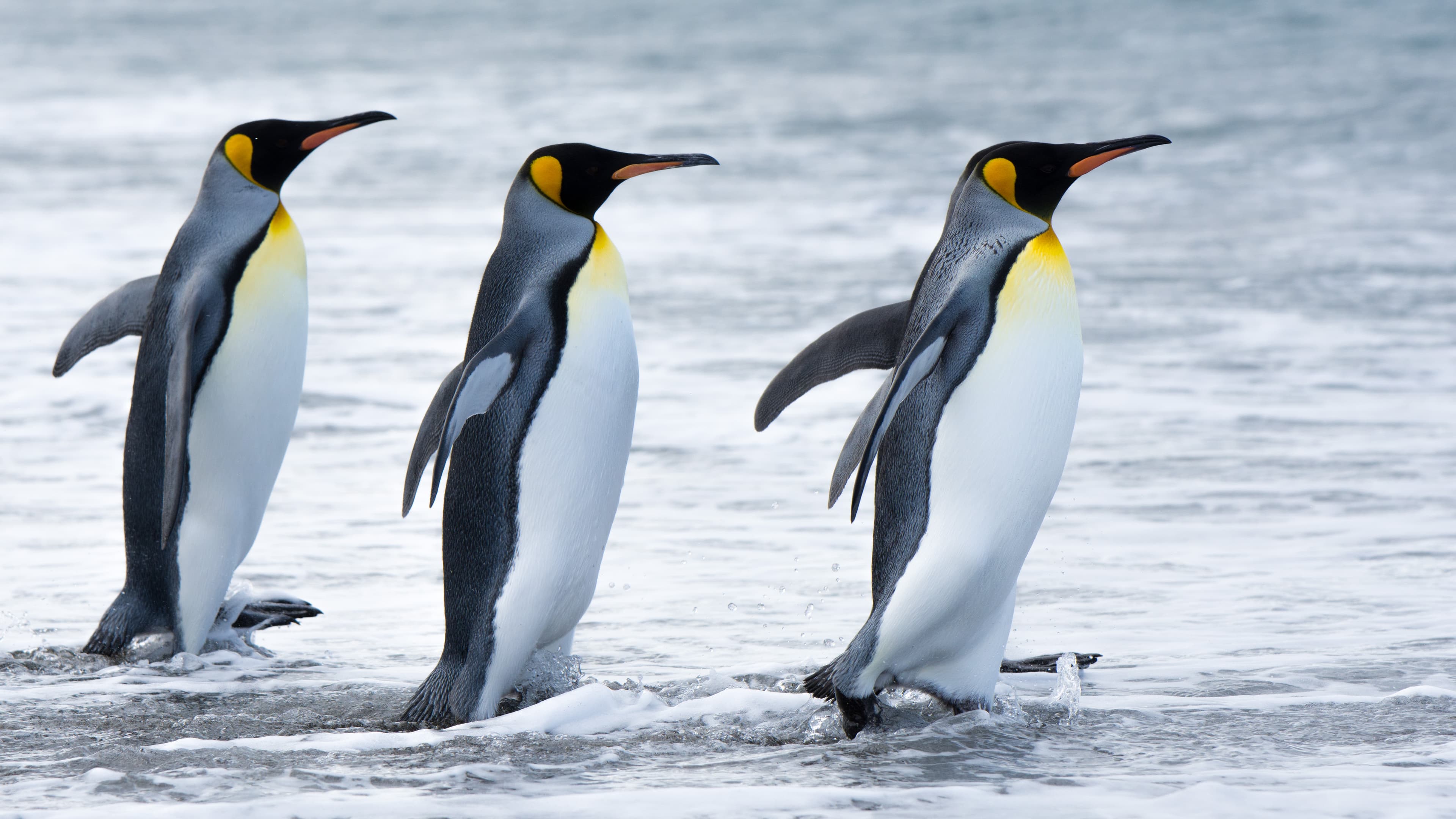 Abundant Wildlife - Observe the unique and abundant wildlife. Many species of whales, seals, penguins and seabirds await you